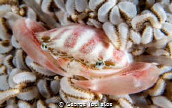 Porcelain Crab!!! by George Touliatos 